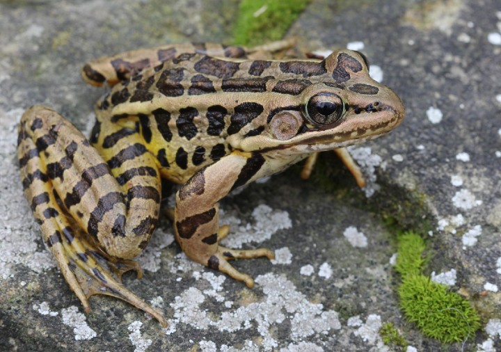 Pickerel Frog